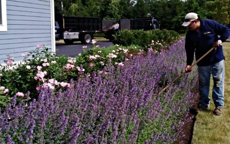 Landscape maintenance with lavender landscape plants.