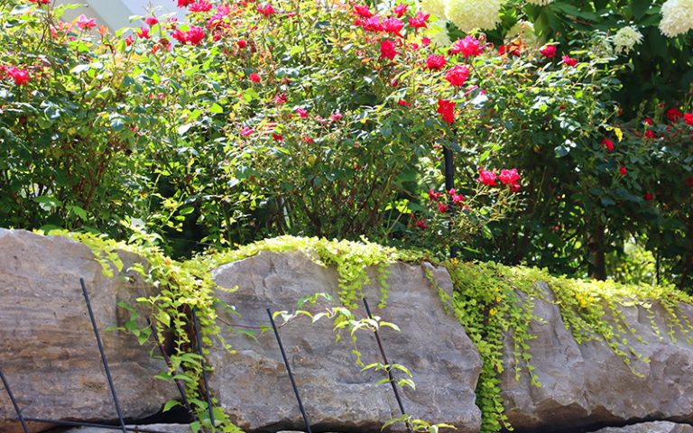 closeup-of-stone-wall-and-plants_800x500_cc