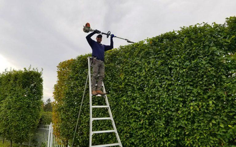 worker_pruning_a_tall_hedge_800x500