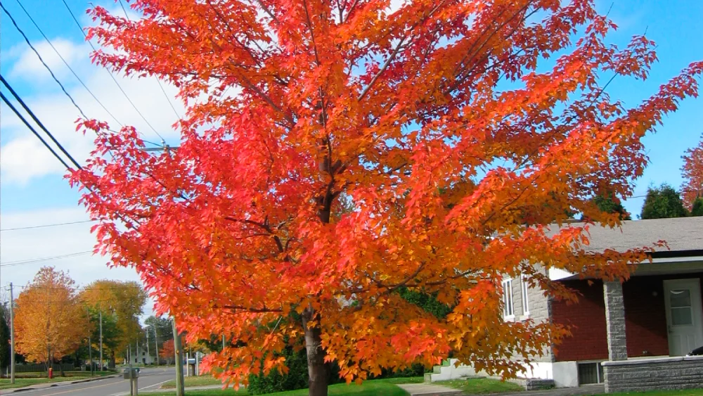 Fall colors. Autumn Blaze Maple Tree