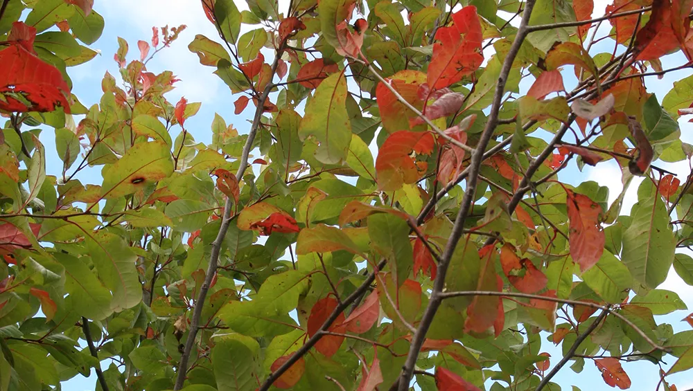 Fall colors. Black gum wildfire tree