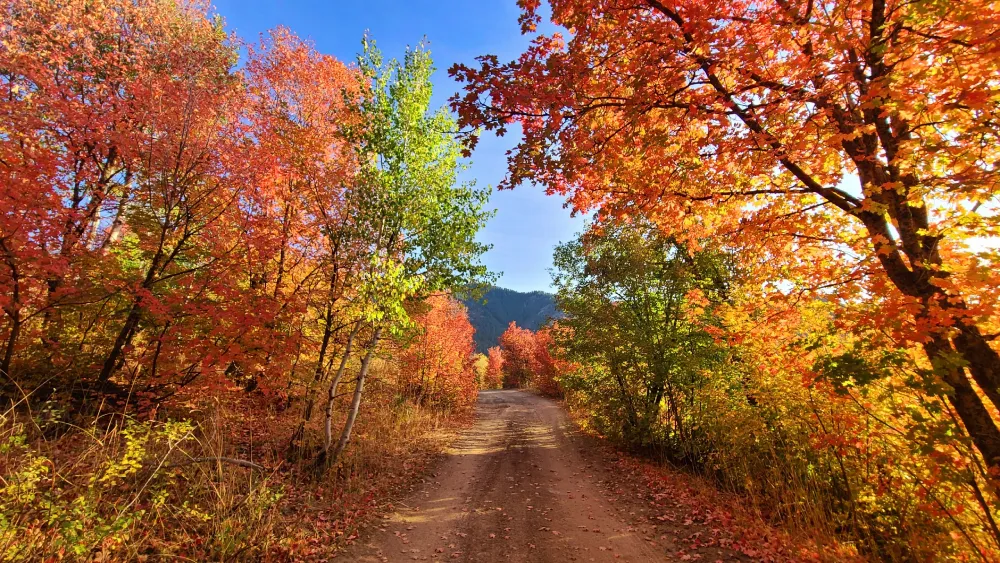 Fall color trees along a dirt road