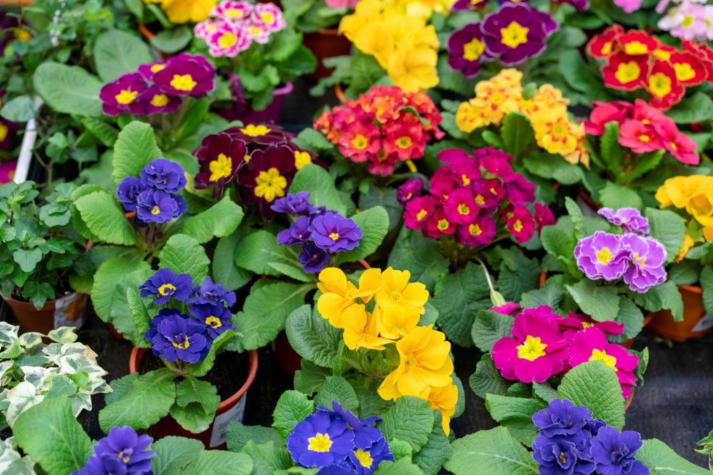 colorful-annual-flowers
