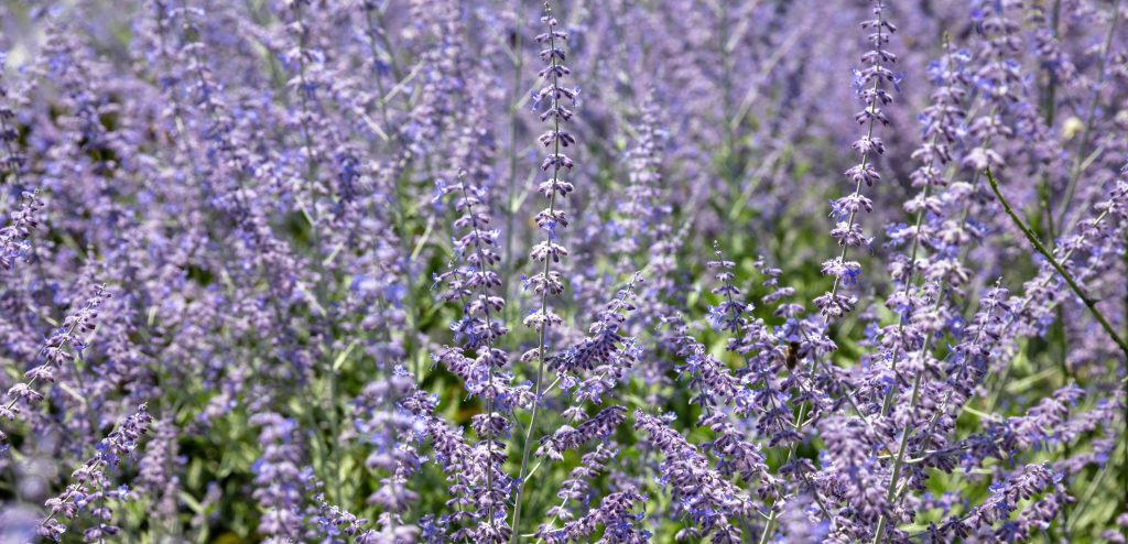Russian Sage flower in nature sunny day.