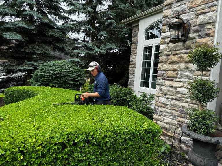 An employee from Benson is currently trimming some boxwood bushes.