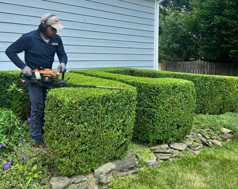 The Benson worker is trimming the boxwood.