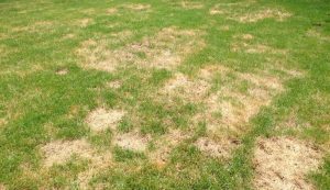 A lawn with green grass patches and large brown, dry areas, indicating heat stress from summer temperatures.