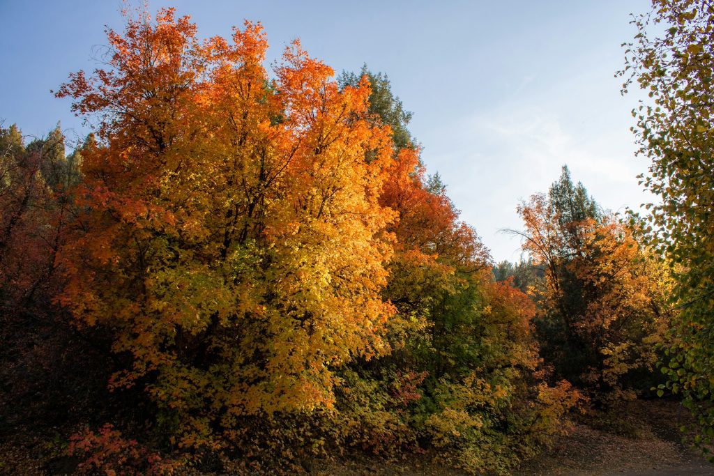 Golden and orange trees in an autumn forest