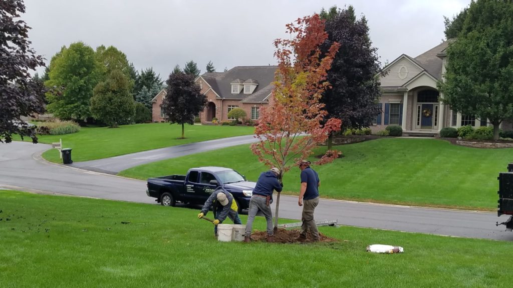 Team planting a tree in a residential yard in fall