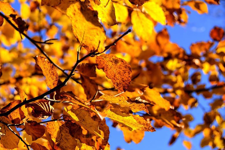 Bright yellow and orange leaves in autumn sun