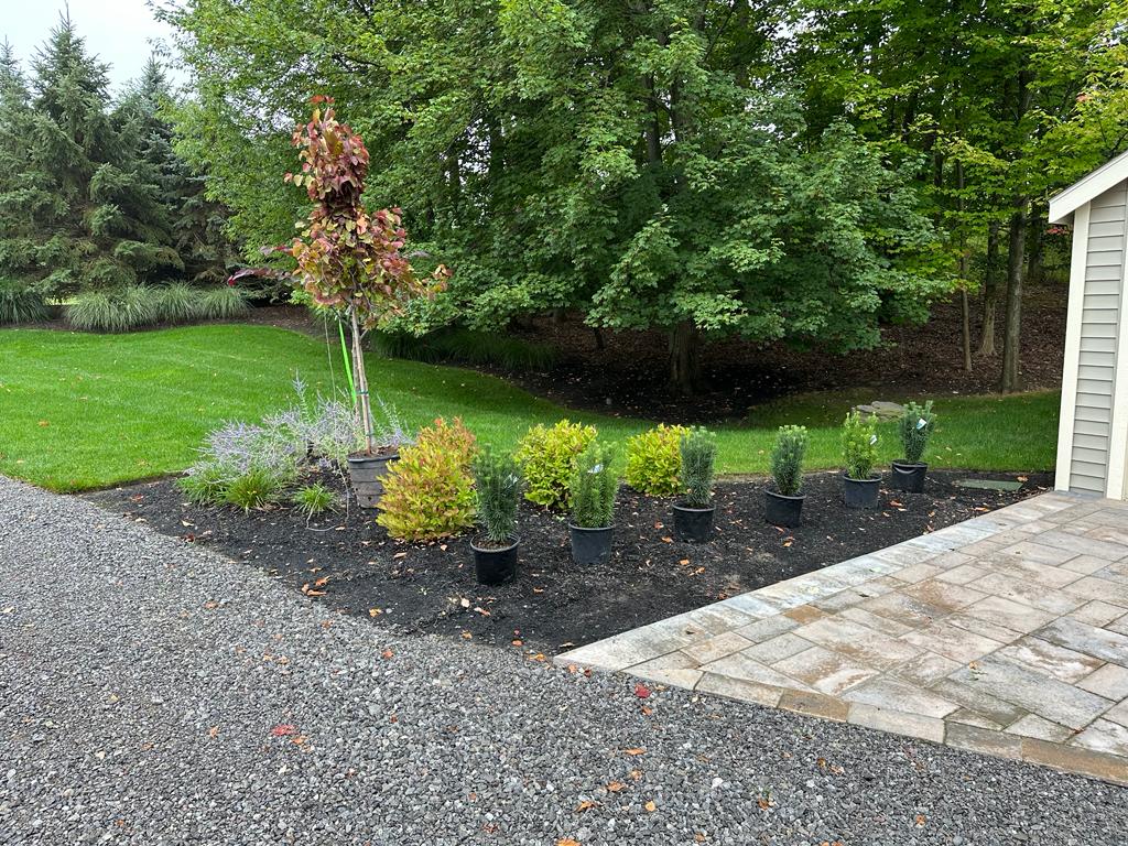 Newly planted trees with fresh mulch in a garden