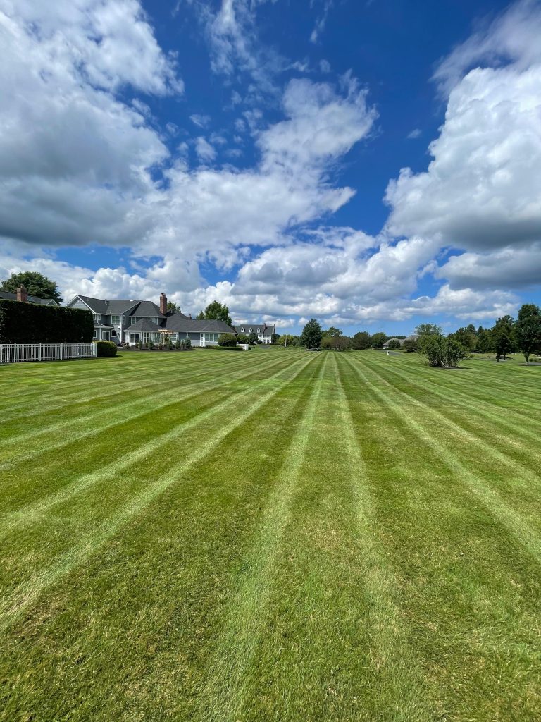 A freshly mowed lawn with perfectly straight stripes under a bright blue sky with scattered clouds, bordered by residential homes.