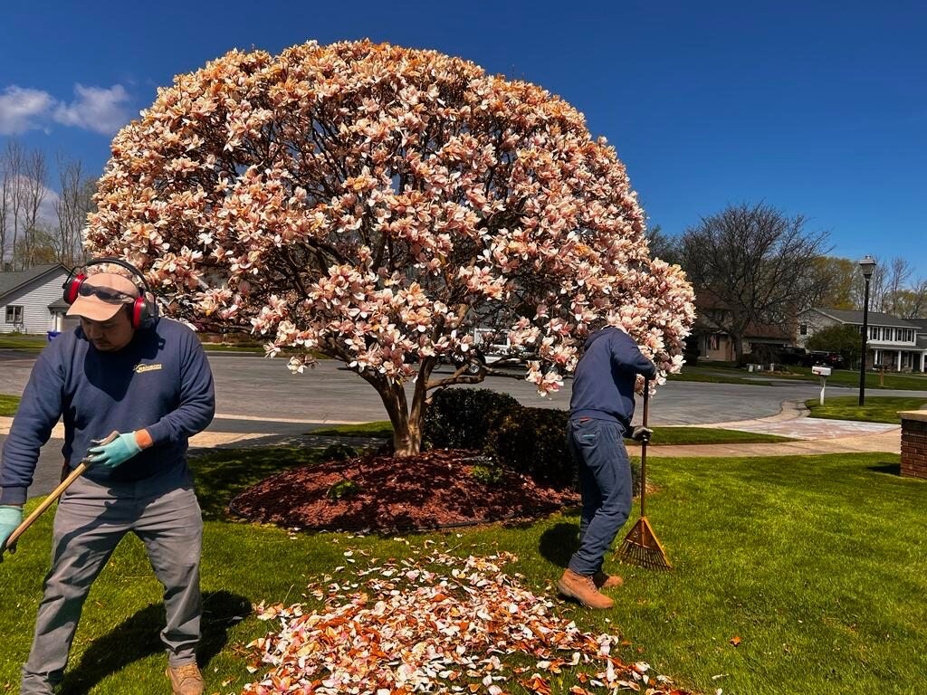 Two workers raking fallen leaves under a blooming tree on a bright sunny day.