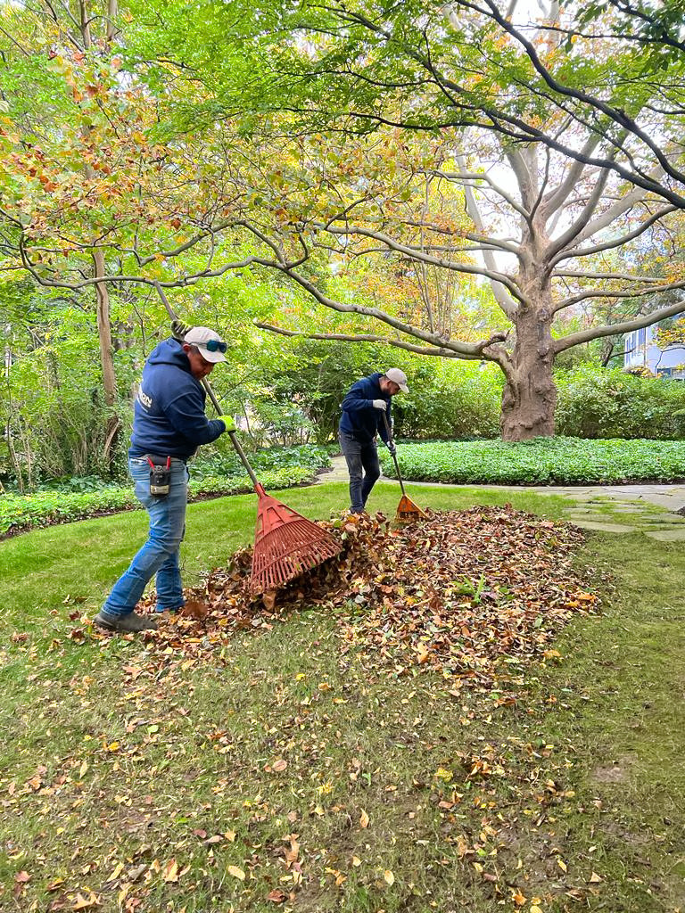 Two workers raking fallen leaves for fall lawn care