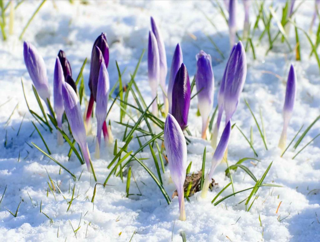 Purple crocuses blooming through snow in early spring.