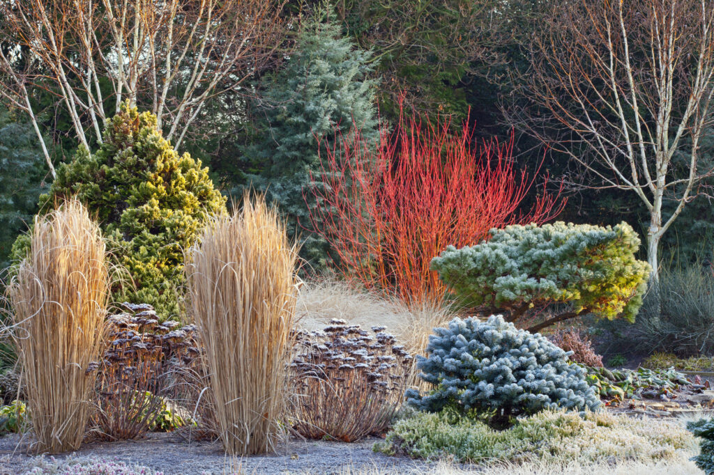 Winter garden with frosted grasses and shrubs.