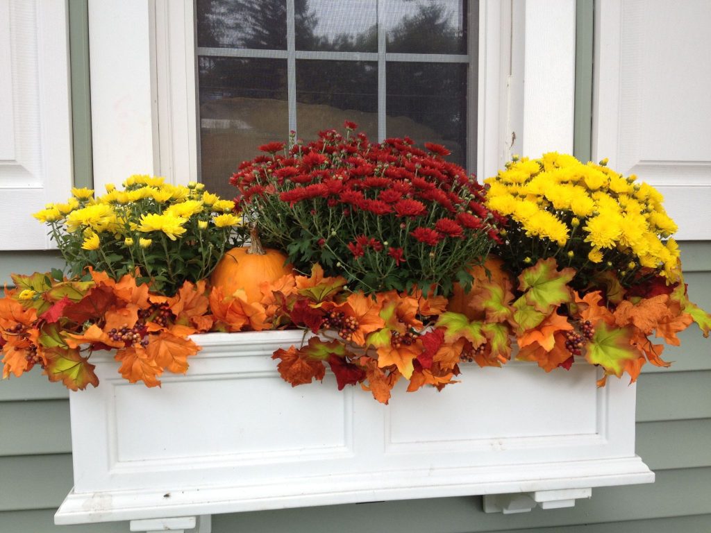 Window box with mums, pumpkins, and fall foliage.