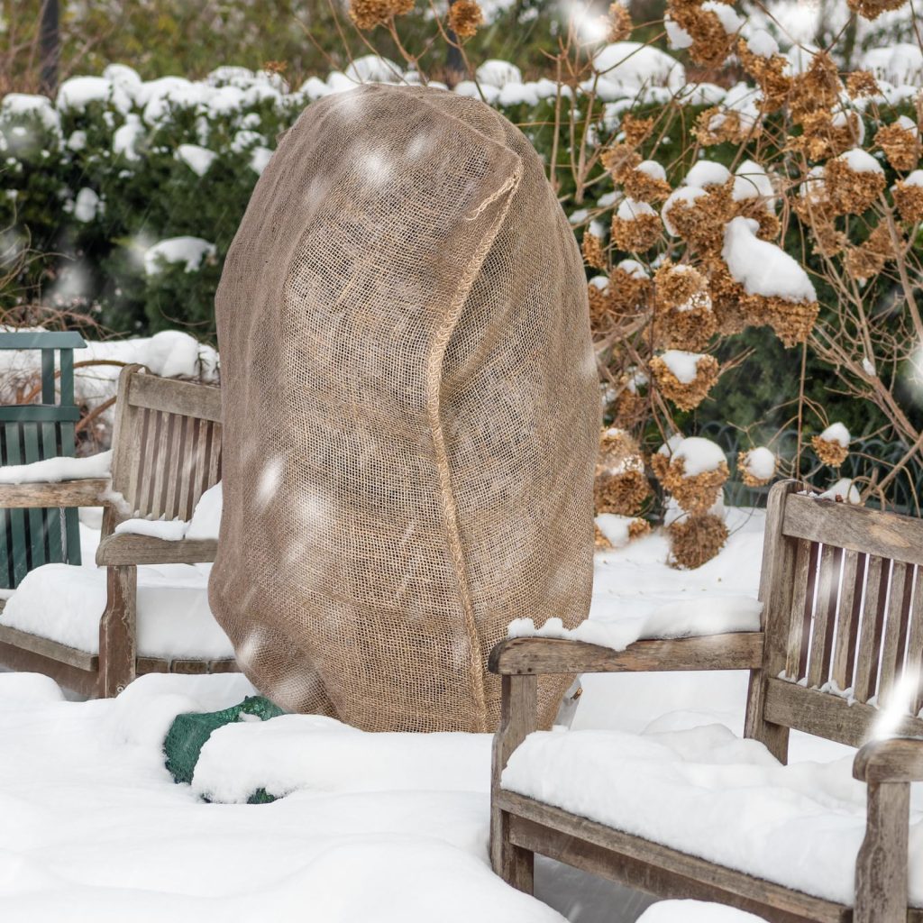 A plant wrapped in burlap for winter protection in a snowy garden.