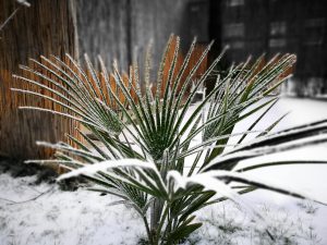 Close-up of a green plant with frost-covered leaves in snow.