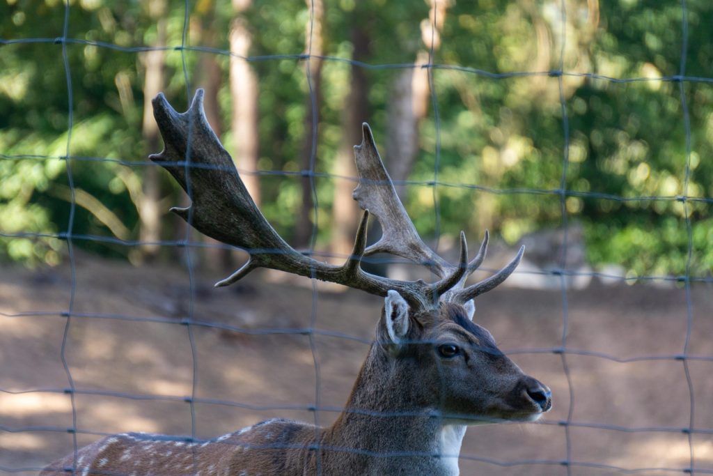 A deer standing behind protective netting in a forest area.